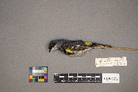 Setophaga coronata image