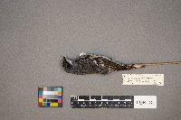 Setophaga coronata image