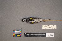 Setophaga coronata image