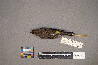 Setophaga coronata image