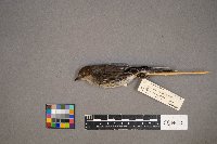 Setophaga coronata image