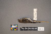 Setophaga coronata image