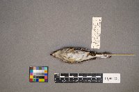 Setophaga coronata image