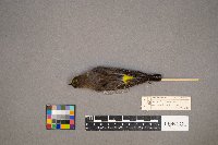 Setophaga coronata image