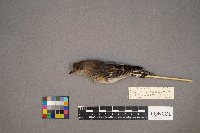 Setophaga coronata image