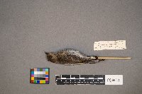 Setophaga coronata image