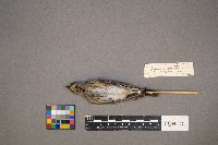 Setophaga coronata image