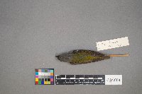 Oreothlypis peregrina image