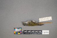 Oreothlypis peregrina image