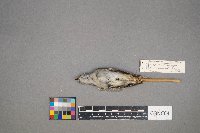 Oreothlypis peregrina image