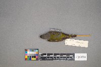 Oreothlypis peregrina image