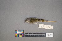 Oreothlypis peregrina image