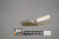 Oreothlypis peregrina image