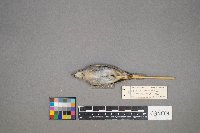 Oreothlypis peregrina image