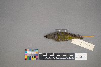 Oreothlypis peregrina image