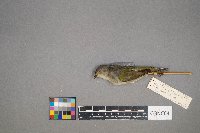 Oreothlypis peregrina image