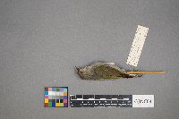 Oreothlypis peregrina image