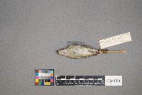 Oreothlypis peregrina image