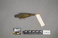 Oreothlypis peregrina image