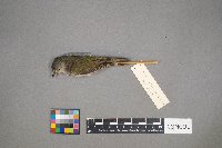 Oreothlypis peregrina image