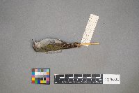 Oreothlypis peregrina image