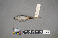 Oreothlypis peregrina image