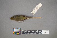 Oreothlypis peregrina image