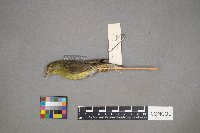 Oreothlypis peregrina image