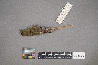 Oreothlypis peregrina image