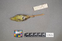 Oreothlypis peregrina image