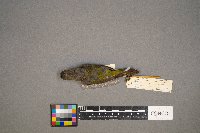 Oreothlypis peregrina image