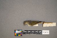 Oreothlypis peregrina image