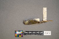 Oreothlypis peregrina image