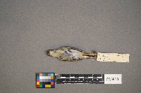 Oreothlypis peregrina image