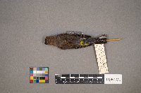 Setophaga coronata image