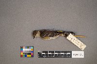 Setophaga coronata image