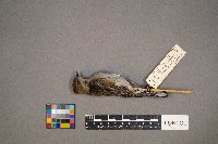 Setophaga coronata image