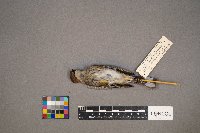 Setophaga coronata image