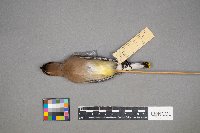 Bombycilla cedrorum image