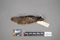 Calamospiza melanocorys image