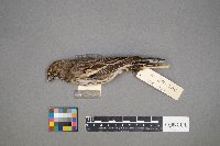 Calamospiza melanocorys image