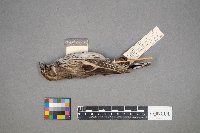 Calamospiza melanocorys image