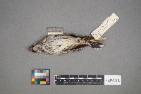 Calamospiza melanocorys image