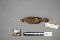 Seiurus aurocapilla image