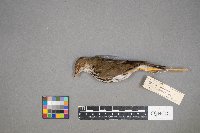 Seiurus aurocapilla image