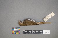 Seiurus aurocapilla image