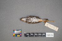 Seiurus aurocapilla image