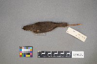 Parkesia noveboracensis image