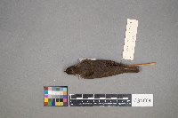 Parkesia noveboracensis image