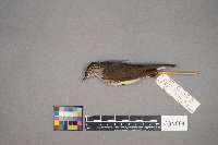 Parkesia noveboracensis image